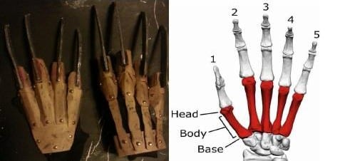 Comparison between the anatomy of a human hand and Freddy's glove