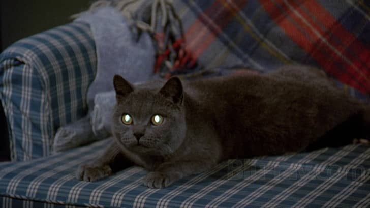 Church The cat from Pet Sematary (1989)