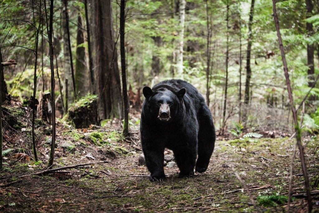 Bear from Backcountry movie